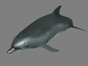 dolphins 3D Model