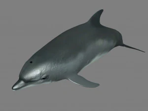 дельфіни 3D Модель