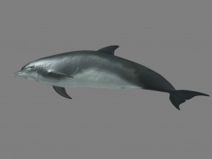 dolphins 3D Model