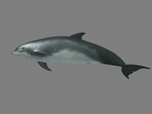 дельфіни 3D Модель