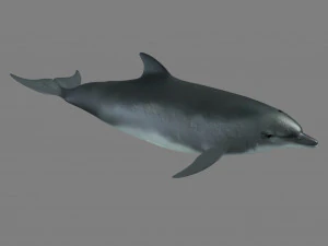 дельфіни 3D Модель