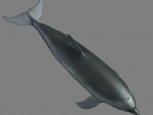 dolphins 3D Model