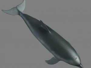 дельфіни 3D Модель