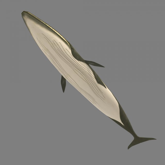 whale 3D Model .c4d .max .obj .3ds .fbx .stl .blend 