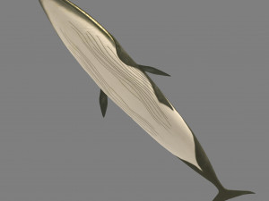 whale 3Dモデル