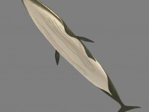baleia Modelo 3D