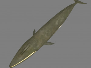 whale 3D Model