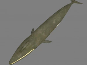 whale 3D Model