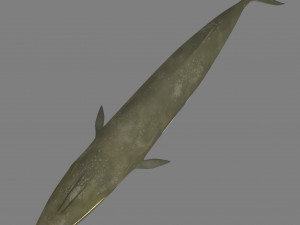 whale 3D Model