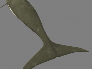 whale 3D Model