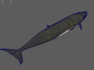 whale 3D Model