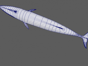 whale 3D Model