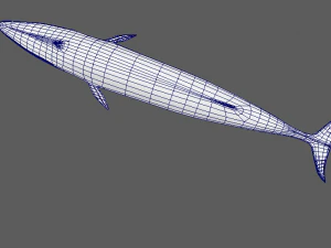 whale 3D Model