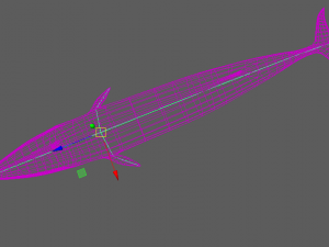 whale 3D Model