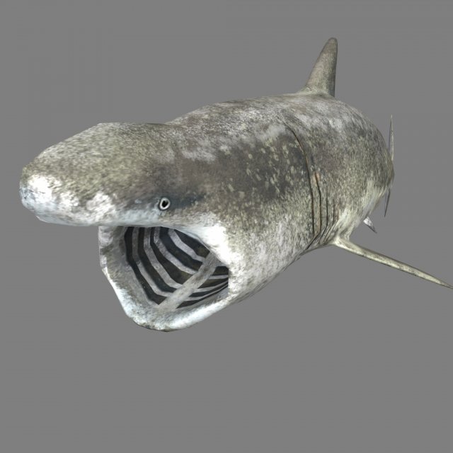 shark 3D Model .c4d .max .obj .3ds .fbx .stl .blend 