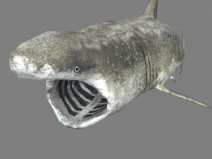 shark 3Dモデル
