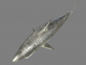 shark 3D Model