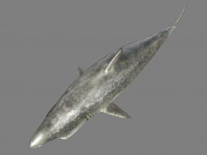shark 3D Model
