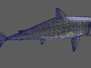 shark 3D Model