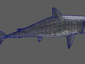 shark 3D Model