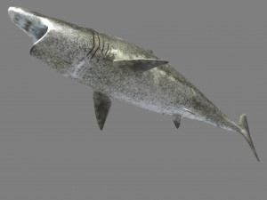 shark 3D Model