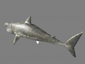 shark 3D Model