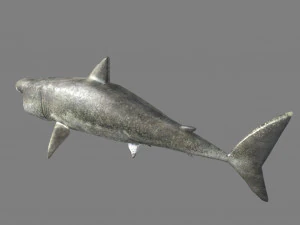shark 3D Model