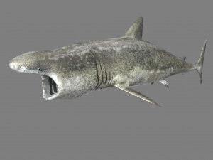 shark 3D Model