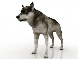 grey wolf 3Dモデル