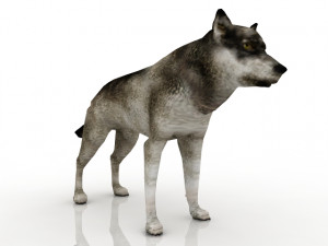 grey wolf 3D 模型