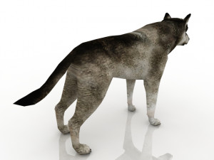 grey wolf 3D 模型