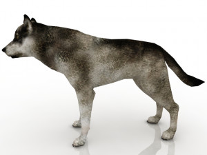 grey wolf 3D 模型