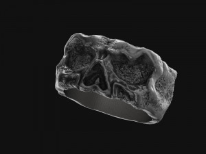 Skull ring 3Dプリントモデル