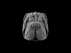 The head of a dog 3Dプリントモデル