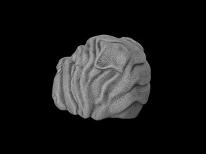 The head of a dog 3Dプリントモデル