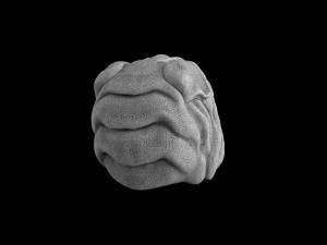 The head of a dog 3Dプリントモデル