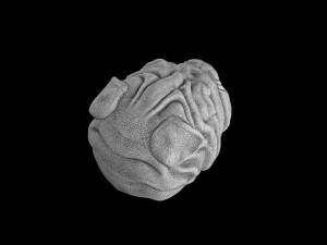 The head of a dog 3Dプリントモデル