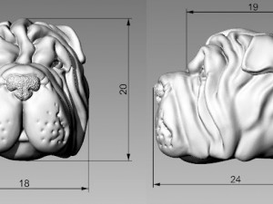 The head of a dog 3Dプリントモデル