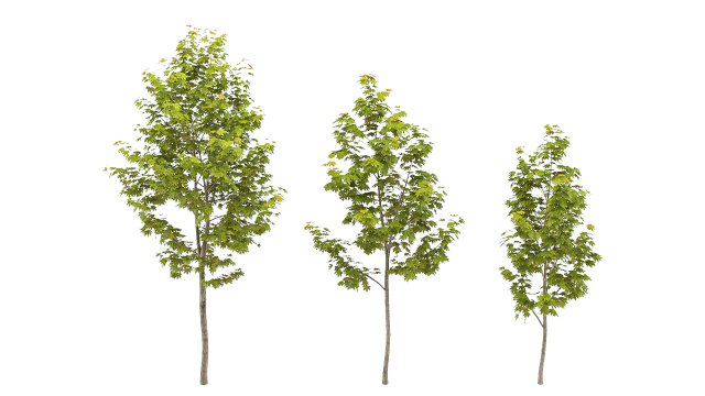 Maple Tree 3D Модель .c4d .max .obj .3ds .fbx .stl .blend 