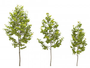 Maple Tree 3D Model