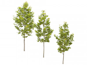 Maple Tree 3D Модель