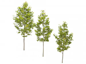 단풍나무 3D 모델