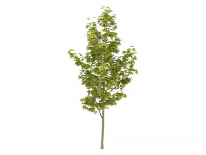 Maple Tree 3D Модель