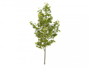 단풍나무 3D 모델