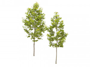 Maple Tree 3D Модель