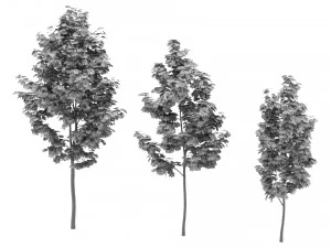 단풍나무 3D 모델