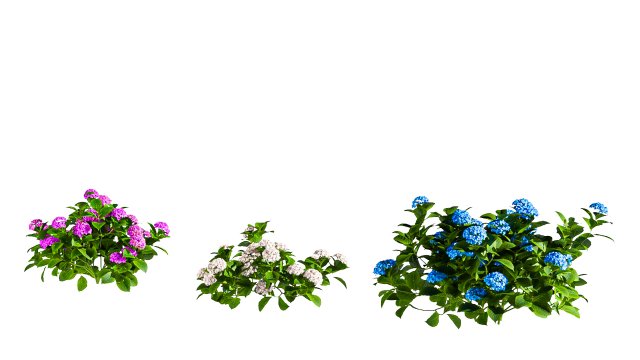 Tree Hydrangea 03 Model 3D .c4d .max .obj .3ds .fbx .stl .blend