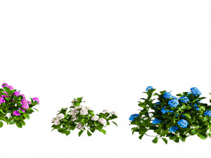 Tree Hydrangea 03 3D 모델