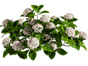 Tree Hydrangea 03 Model 3D