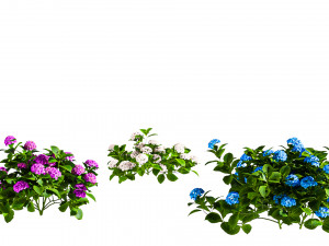 Tree Hydrangea 03 Model 3D